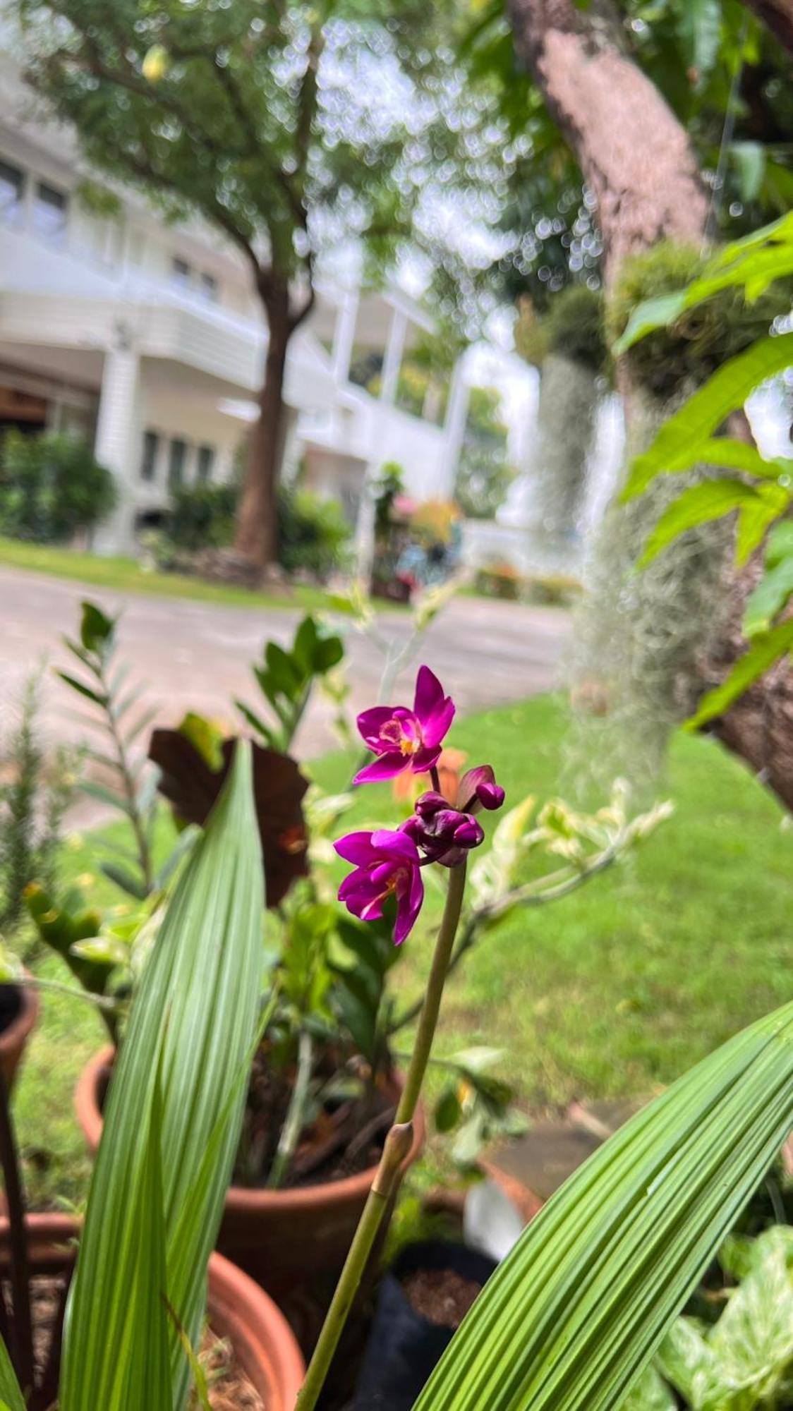 Udee Cozy Hotel Chiang Mai Eksteriør billede